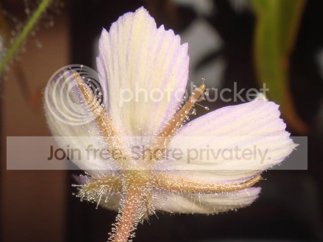 byblis_guehoi_flower_back.jpg