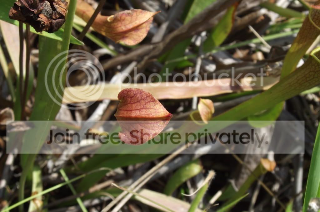 DSCF8732.jpg