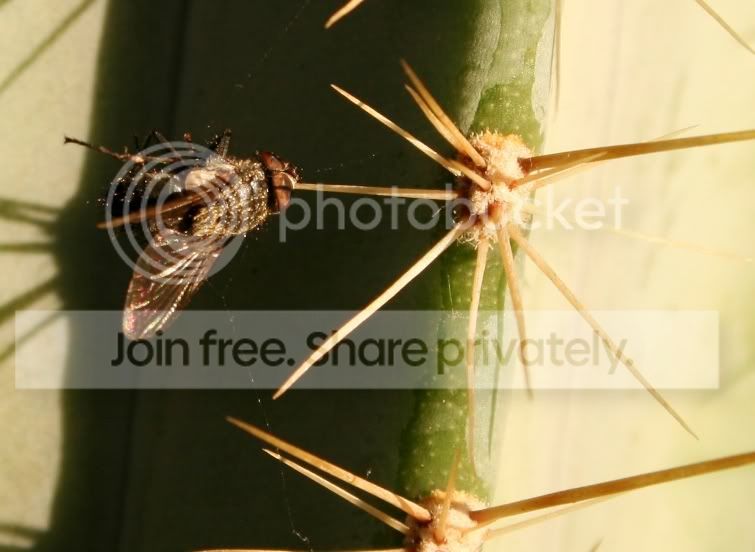 flysssssssssssss1.jpg