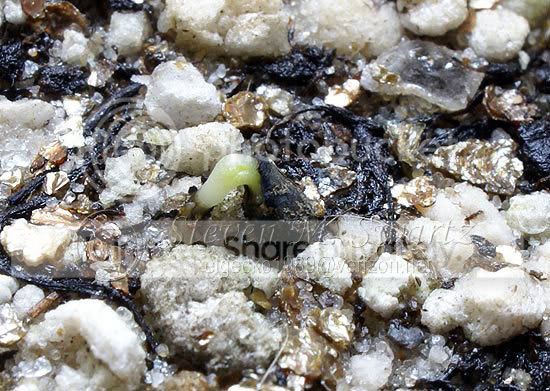 dewy-pine-germination.jpg