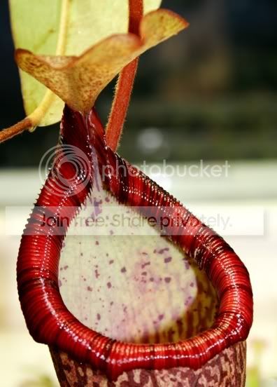 spectabilisxventricosa.jpg