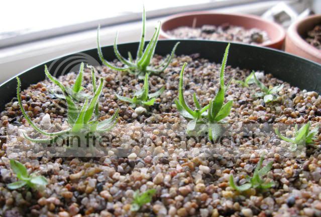 IMG_0360-Pheterophylla.jpg