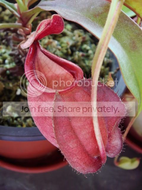 globusa_red1.jpg
