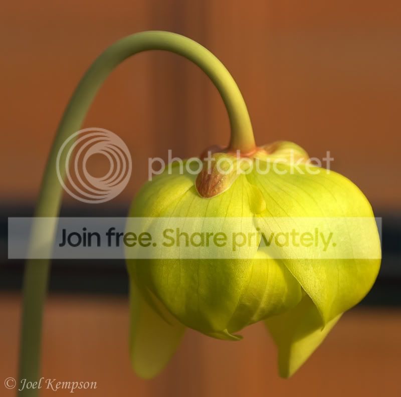 FlavaMaximaFlower.jpg