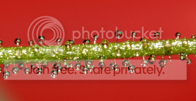 byblis_aquatica_dewdrops1_010912.jpg