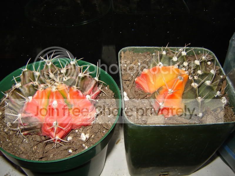 Cplants002.jpg