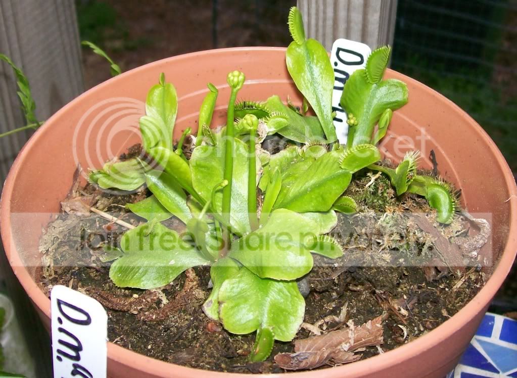 CarnivorousPlants008.jpg