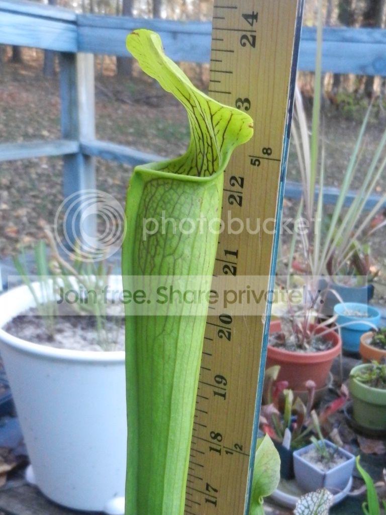 Plants007.jpg