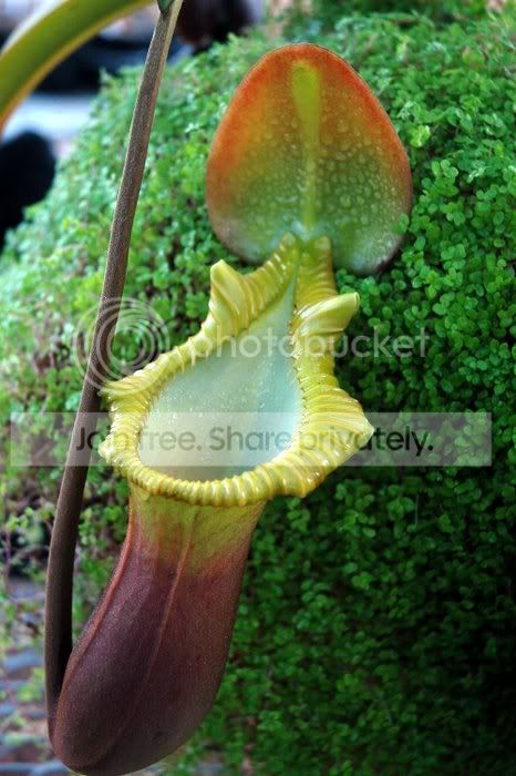 2010-11-11_Nepenthes-170.jpg