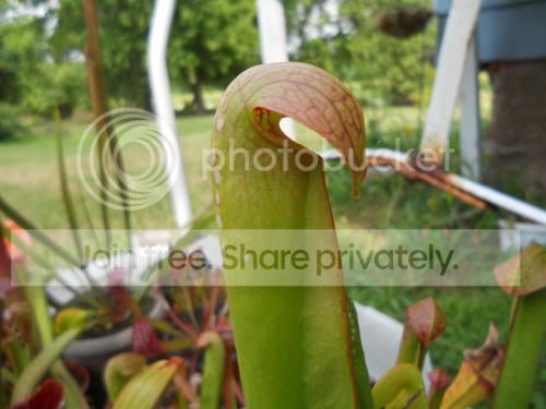 Sminor_8-1-12.jpg