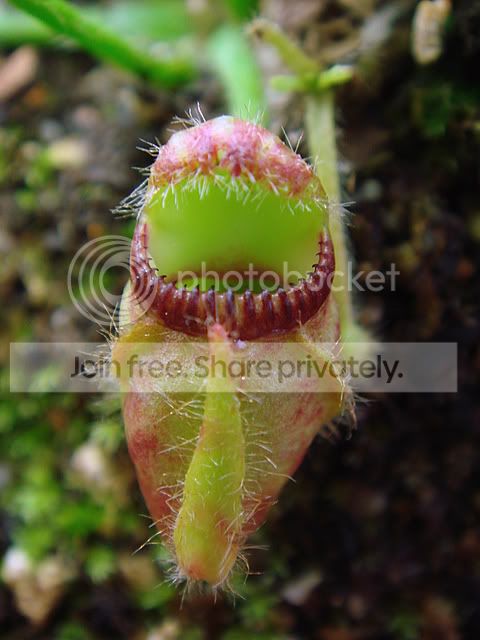 scceph_05038.jpg