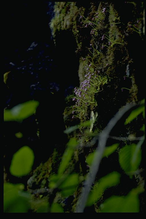 51119109039_3f29c10931_c_d.jpg