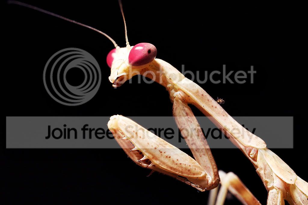 mantis1.jpg