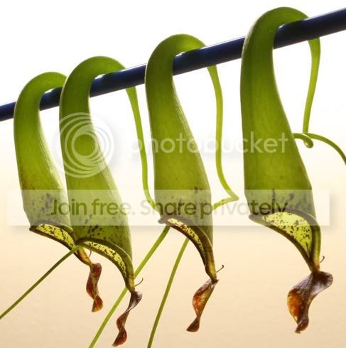 copeuppers2.jpg