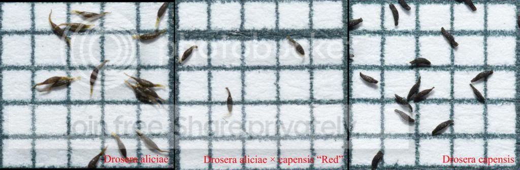 DaliciaexcapensisRed_zpsdebb2340.jpg
