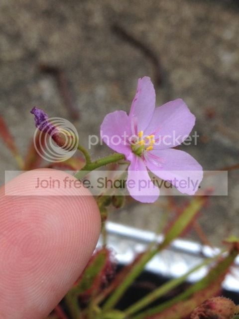 IMG_2472_zpsjl5ao9ba.jpg