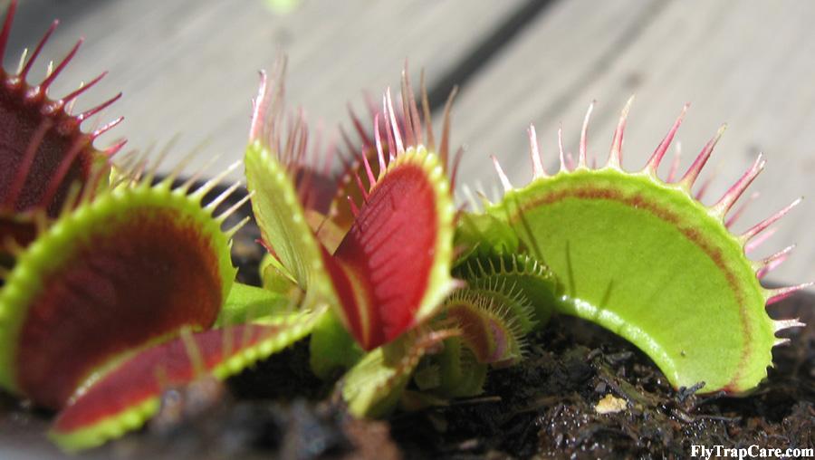 VFT_red_line2.jpg