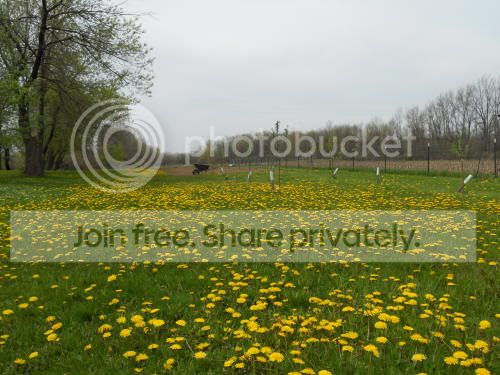dandilion02_5-12-11.jpg