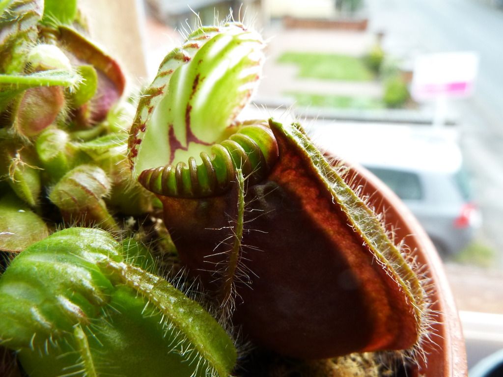 flowerstalkvft12102012012.jpg