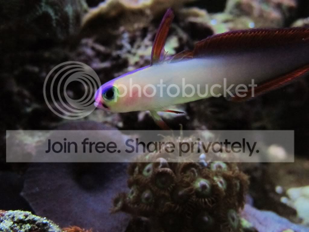 FinallyGoodReefPicturesPhipps080.jpg