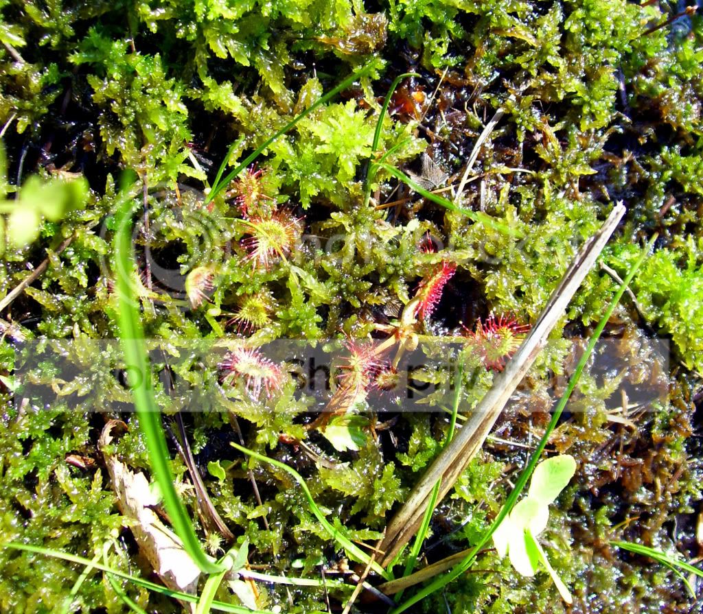 100_8532.jpg