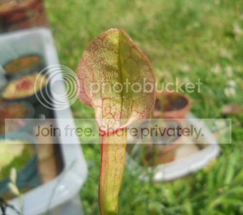 SxFrill_6-15-11.jpg