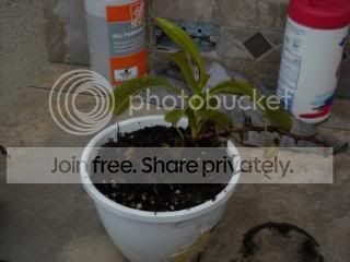 DSCN0266-1.jpg