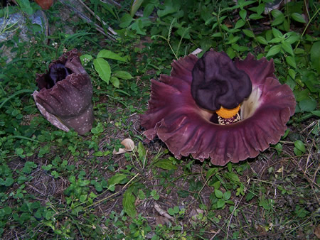 amorphophallus_paeneofolius.jpg