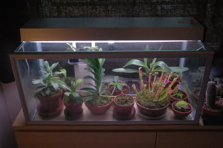 terrarium.jpg