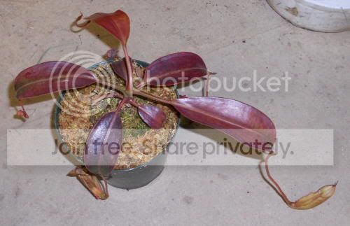 Nburb_12-3-10.jpg