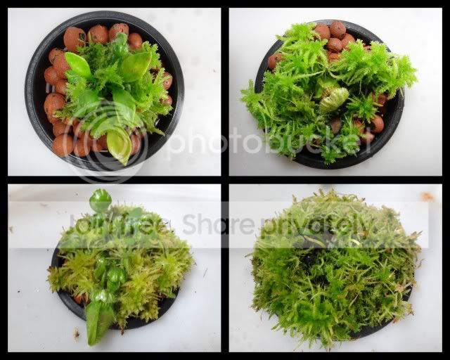 cephalotus_hydroponics_jan_april_2012.jpg