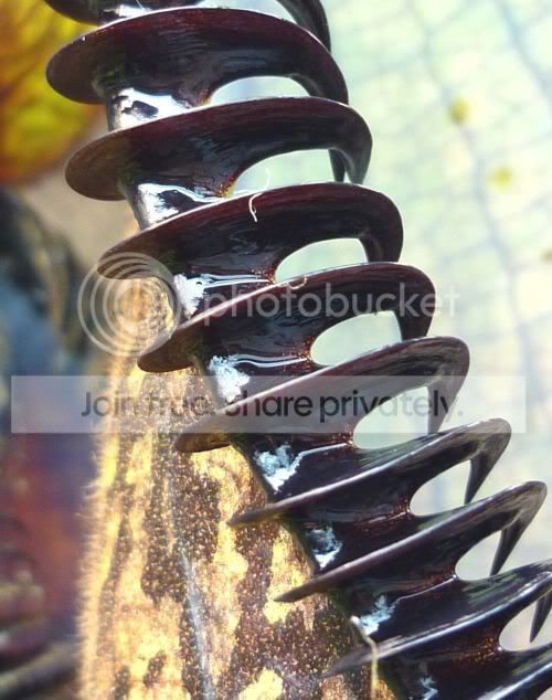 Teeth1RS-1.jpg