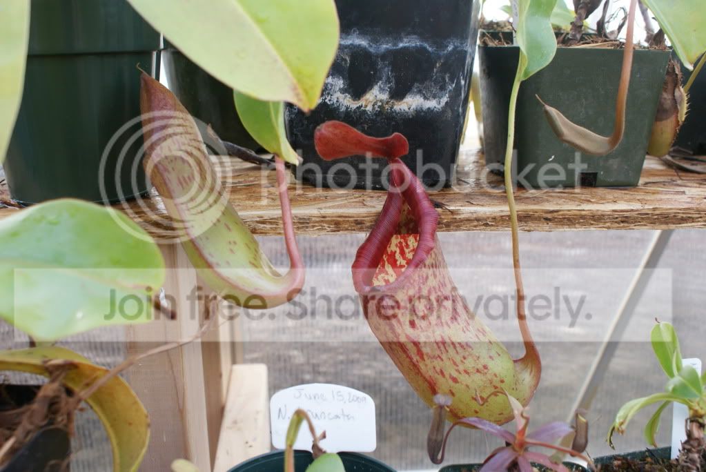nepenthes017-1.jpg