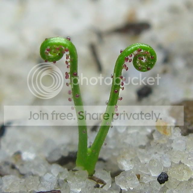 IMG_0673-Drosophyllum.jpg
