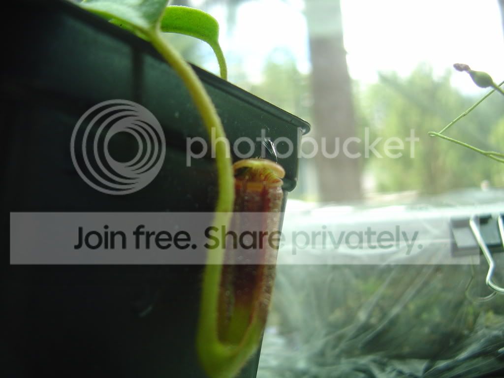 openinglowiipitcher005.jpg