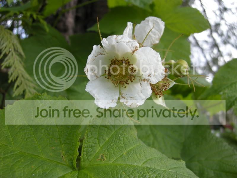 DSCN6075.jpg