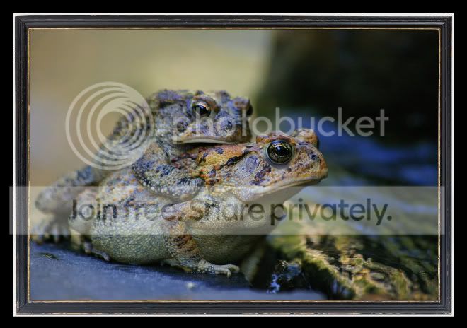 toads1.jpg