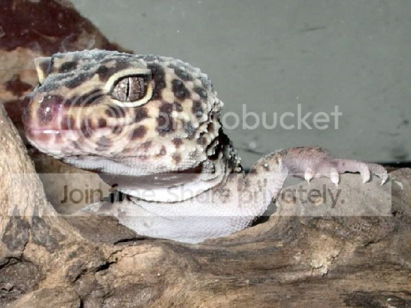 PeanutJurassicParkseriesIIBclaws.jpg