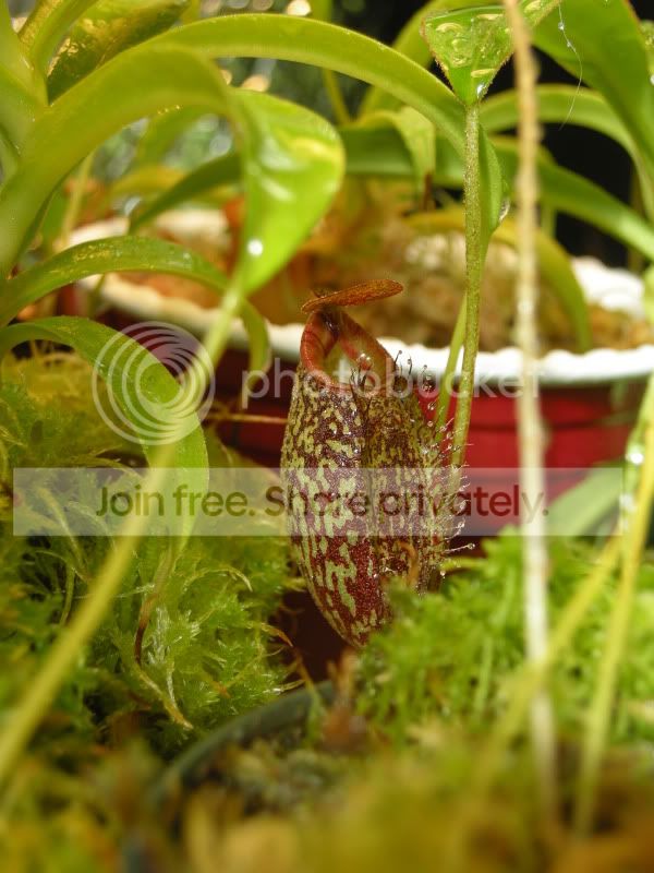 DSCN5905.jpg