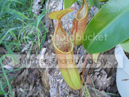 Nsanguinea_8-21-12.jpg