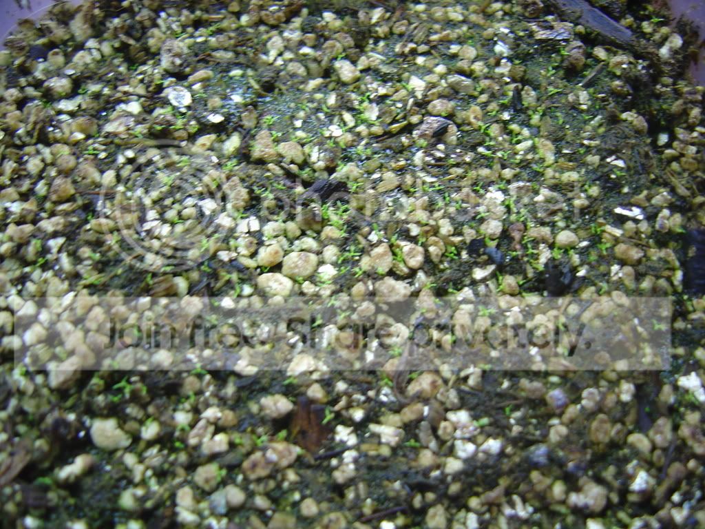 Capensisseedlings004.jpg
