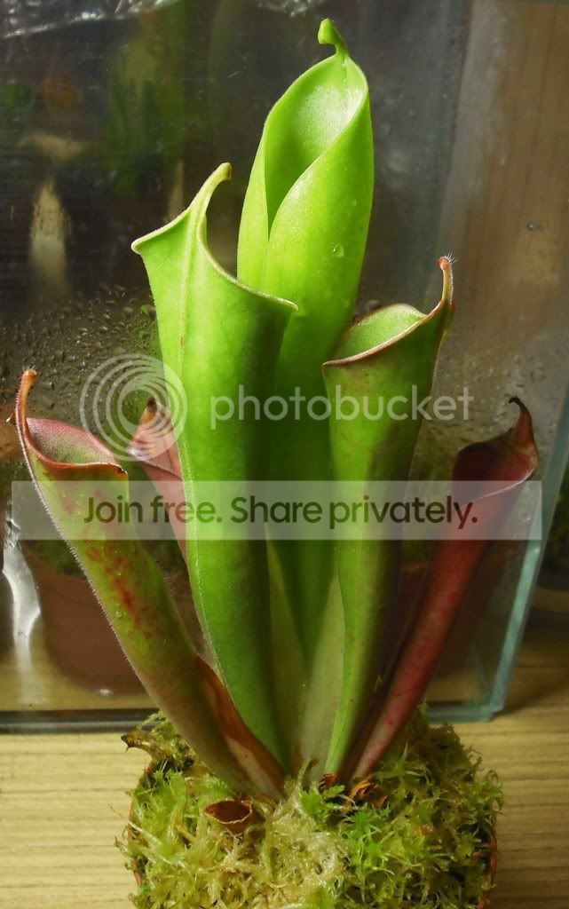 DSCF0006-1.jpg