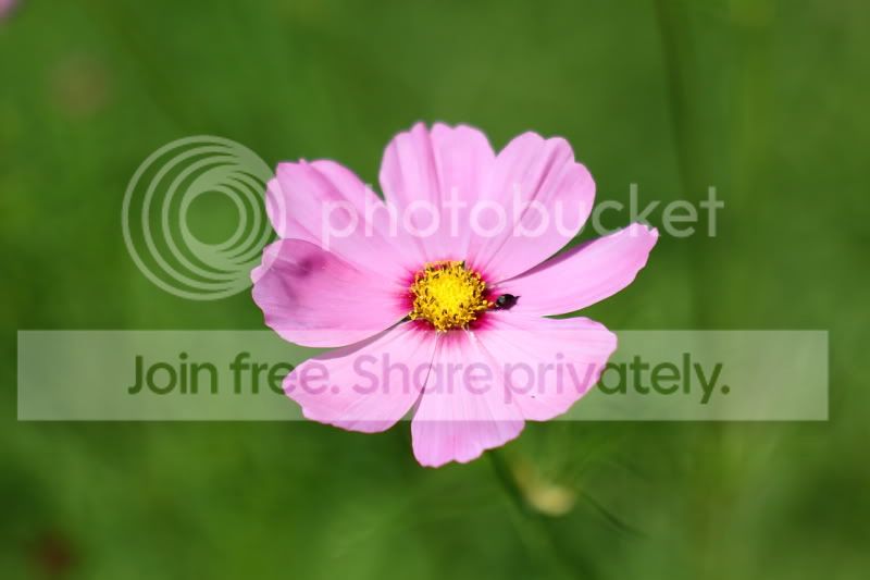 cosmos.jpg