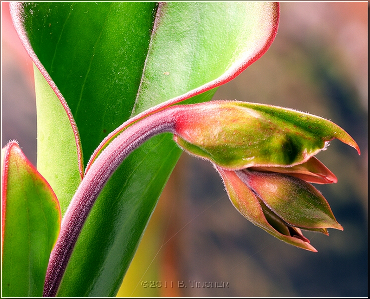 ionasii_flowering_hf.jpg