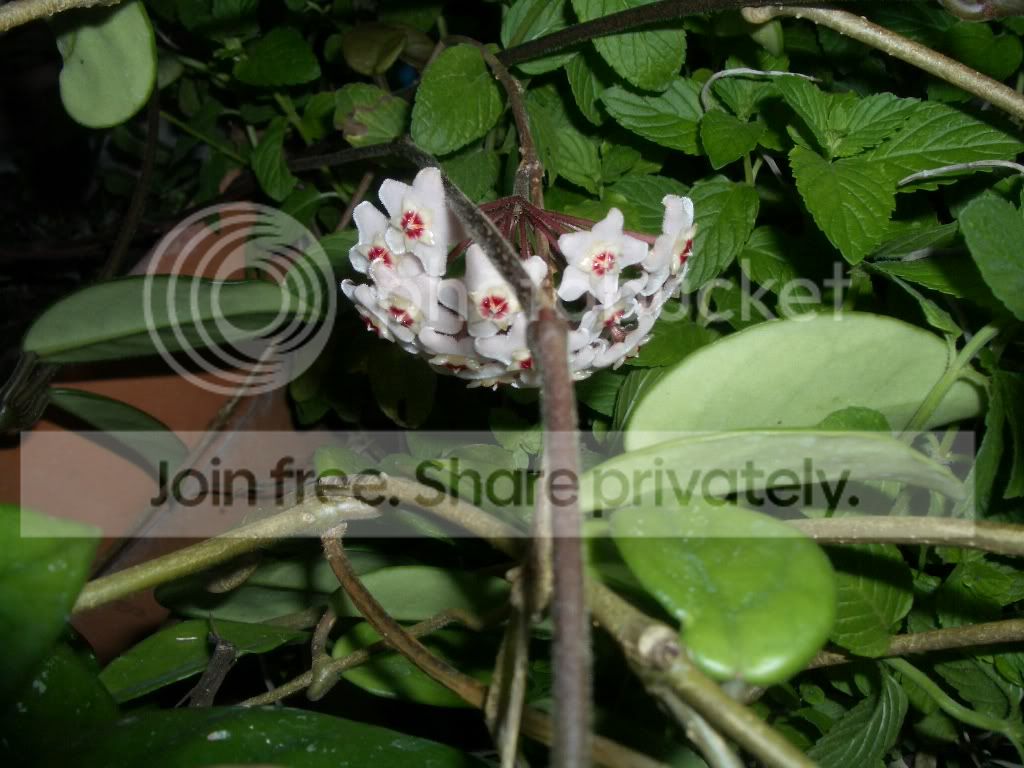 IMGP6917.jpg