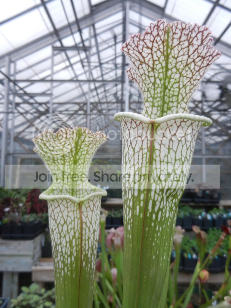 UNCCGreenhouse025.jpg