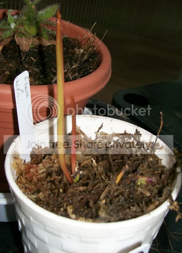 CarnivorousPlants020.jpg