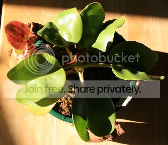 HLtruncata5.jpg