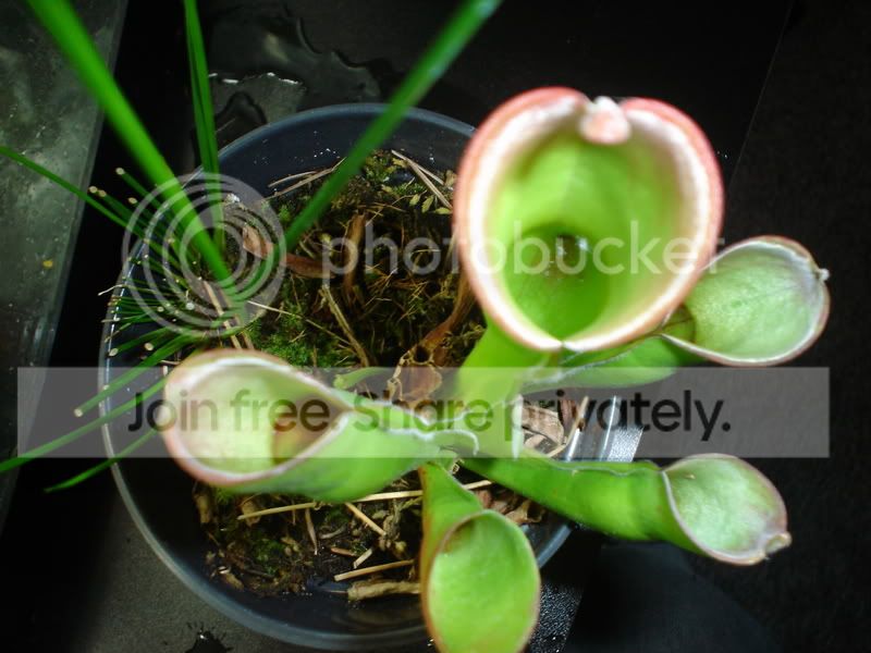 CPs011.jpg
