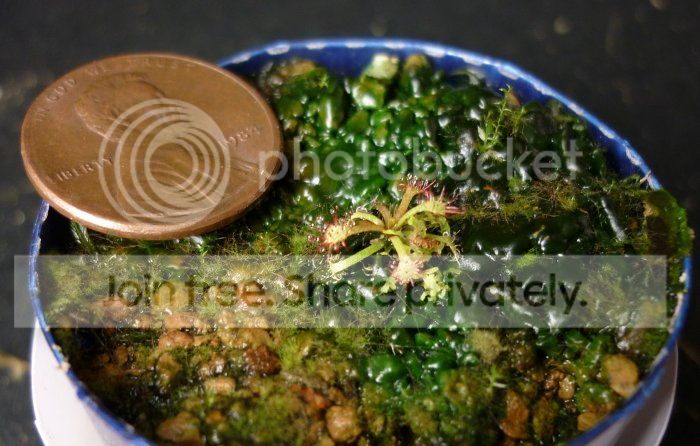 Droraimaenasc040413RS.jpg